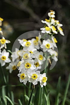 Spring flowering of forest wild daffodils. White and yellow Narcissus tazetta flowers