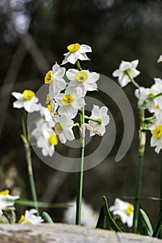 Spring flowering of forest wild daffodils. White and yellow Narcissus tazetta flowers