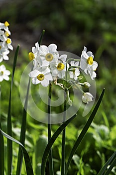 Spring flowering of forest wild daffodils. White and yellow Narcissus tazetta flowers