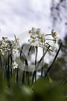 Spring flowering of forest wild daffodils. White and yellow Narcissus tazetta flowers