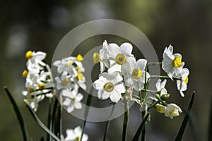 Spring flowering of forest wild daffodils. White and yellow Narcissus tazetta flowers