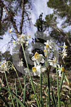 Spring flowering of forest wild daffodils. White and yellow Narcissus tazetta flowers