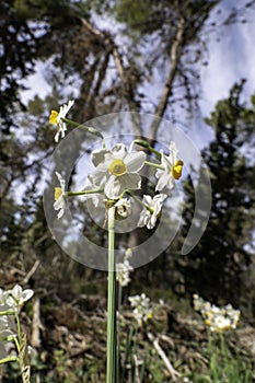 Spring flowering of forest wild daffodils. White and yellow Narcissus tazetta flowers