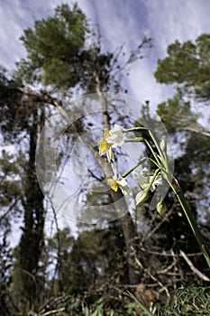 Spring flowering of forest wild daffodils. White and yellow Narcissus tazetta flowers