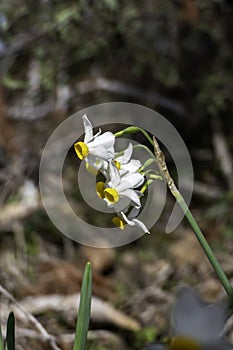 Spring flowering of forest wild daffodils. White and yellow Narcissus tazetta flowers