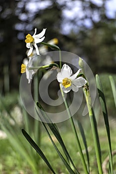 Spring flowering of forest wild daffodils. White and yellow Narcissus tazetta flowers