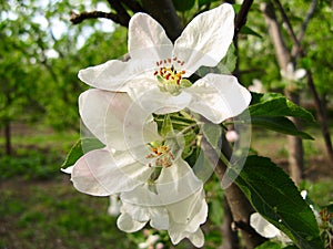 Spring flowering of fruit trees