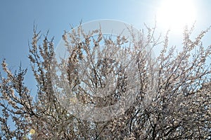 Spring flowering of fruit trees in southern Russia