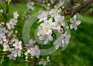 Spring flowering of fruit trees. White-pink cherry flowers on a branch of a blossoming cherry tree. Close-up
