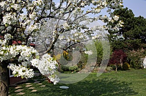 Spring Flowering Garden with trees and green grass