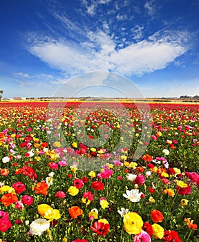 Spring flowering