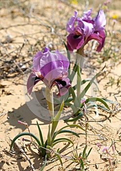 Negev iris or Iris Mariae