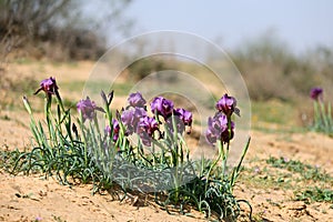 Negev iris or Iris Mariae in the Negev desert