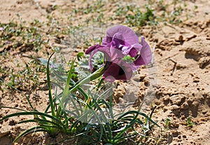 Negev iris or Iris Mariae in the Negev desert