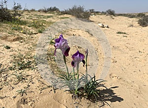 Negev iris or Iris Mariae in the Negev desert