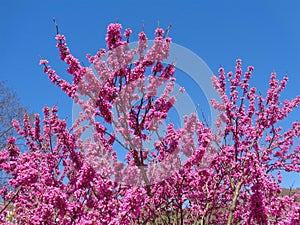 Spring flowering Judas Tree