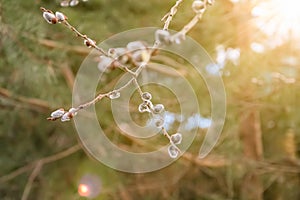 spring flowering of kidney