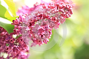 Spring flowering lilac. Pink clusters of flowers with selective focus