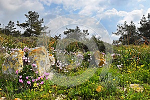 Spring flowering in the Lower Galilee, Israel