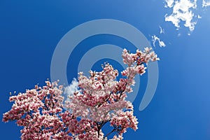 Spring flowering magnolia branch reach to the blue sky