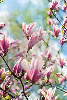 Primavera fioritura magnolie 