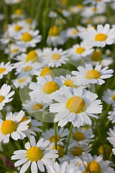 Spring flowering meadow with wild camomiles