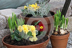 Spring flowering narcissus and primulas in pots