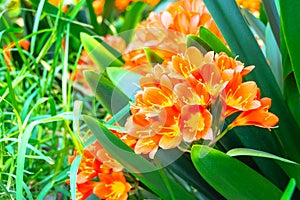 Spring flowering of orange inflorescences of the clivia plant in the greenhouse
