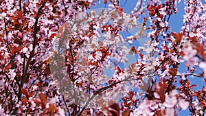 Spring flowering of pink Japanese sakura. Branches of Cherry in Japanese Garden