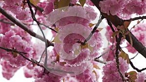 Spring flowering of pink Japanese sakura. Branches of Cherry in Japanese Garden