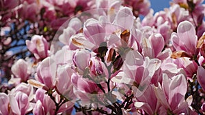 Spring flowering of pink magnolia. Branches of magnolia in Japanese Garden