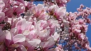 Spring flowering of pink magnolia. Branches of magnolia in Japanese Garden