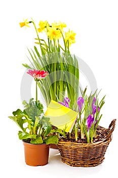 Spring flowering plants