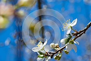 Spring flowering plum, cherry plum