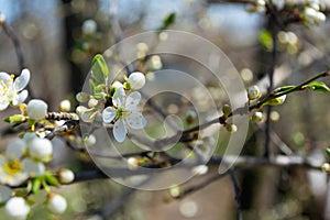 Spring flowering plum, cherry plum