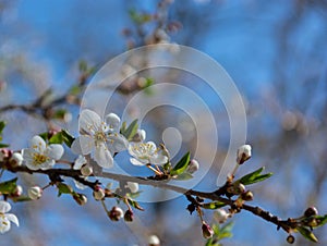 Spring flowering plum, cherry plum