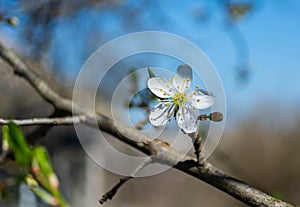 Spring flowering plum, cherry plum