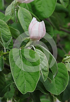 Spring flowering of the quince tree