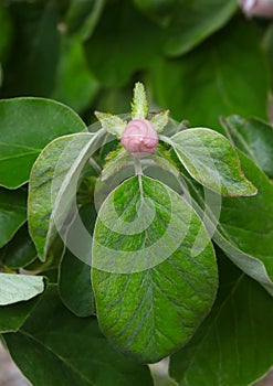 Spring flowering of the quince tree