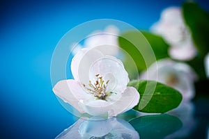 Spring flowering quince tree