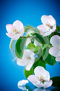 Spring flowering quince tree