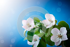 Spring flowering quince tree