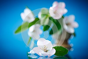 Spring flowering quince tree