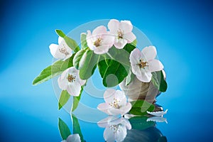 Spring flowering quince tree