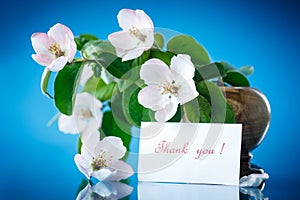 Spring flowering quince tree