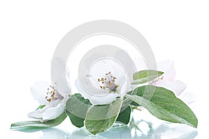 Spring flowering quince tree