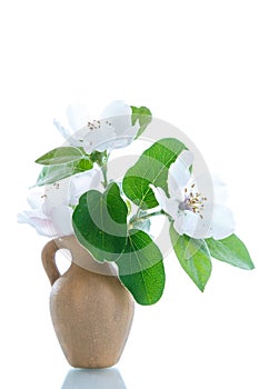 Spring flowering quince tree