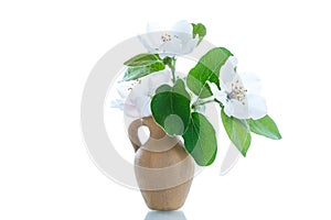 Spring flowering quince tree