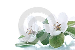 Spring flowering quince tree