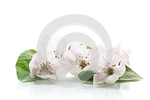 Spring flowering quince tree on a white background